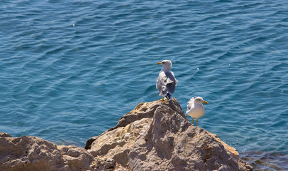 Two seagulls perched on rock