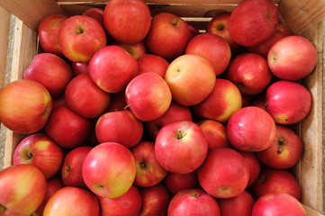 Fototapeta na wymiar Wooden crate box full of fresh apples