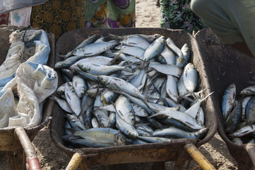 Pescado fresco en la playa recién pescado, Gambia 