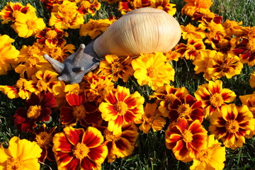 Snail sculpture between tagetes