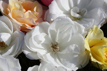 Rose blossoms closeup