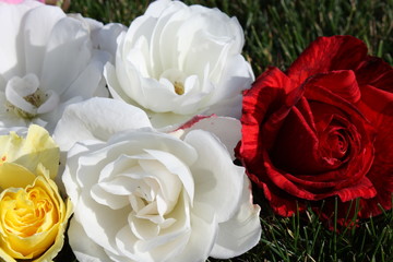 Rose blossoms closeup