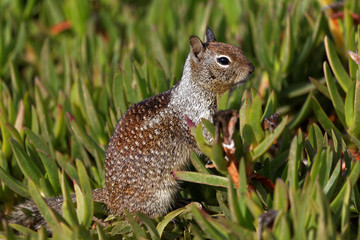 Ground Squirrel and Ice Plants