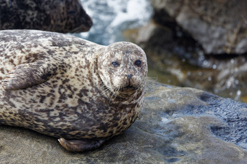 Naklejka premium Harbor Seal