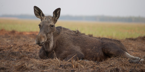 Młoda klempa na bagnach biebrzańskich wiosną.  © Agnieszka Rodowicz