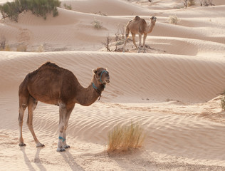 Wielbłądy na Saharze w Tunezji.