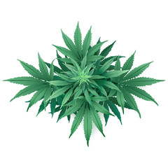Cannabis or Marijuana.
Hand drawn vector illustration of the plant in top view on white background.
