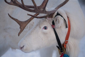 Zbliżenie na głowę białego renifera, Norwegia, Koło Podbiegunowe. © Agnieszka Rodowicz