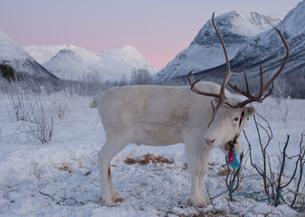 Biały renifer podczas nocy polarnej w Norwegii, za Kołem Podbiegunowym. © Agnieszka Rodowicz