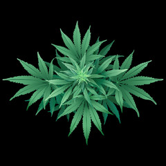 Cannabis or Marijuana.
Hand drawn vector illustration of the plant in top view on black background.
- 131667953