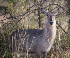 Antylopa waterbuck w Parku Krugera, RPA. © Agnieszka Rodowicz