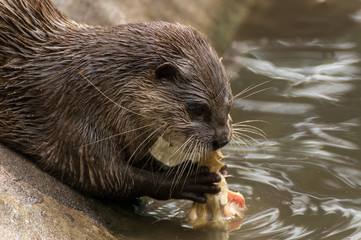 Seeotter / Fischotter