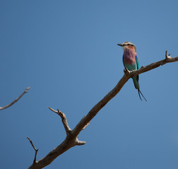 Zimorodek (kingfisher) na gałęzi w Parku Nardowym Krugera, RPA.
