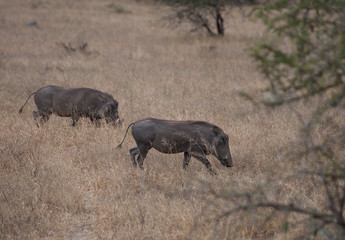 Dwa guźce w Parku Narodowym Krugera, RPA.