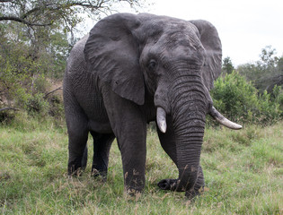 Fototapeta na wymiar Słoń w Parku Narodowym Krugera, Afryka Południowa