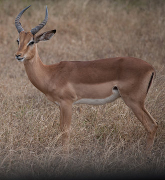 Fototapeta Antylopa impala w Parku Krugera, RPA