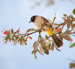 Ptak na pustyni Negew w Izraelu © Agnieszka Rodowicz