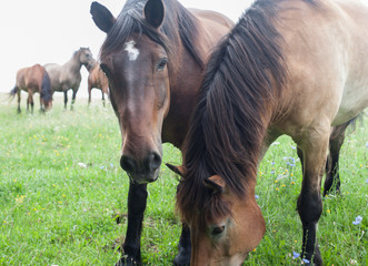 Konie na łące na Pojezierzu Drawskim