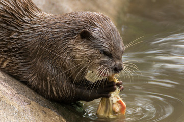 Seeotter / Fischotter