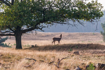 Reh unter einem Baum im Nationalpark De Hoge Veluwe