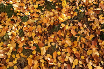 Autumn leaves.