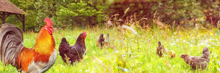 Abwaschbare Fototapete Hähnchen Hahn und Huhn auf der Wiese