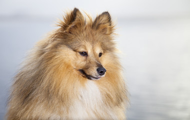 Shetland Sheepdog looks to his owner