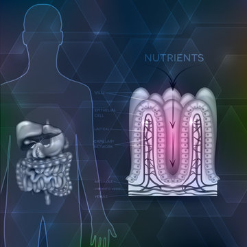 Intestinal Lining Anatomy, Absorption Of Nutrients, Human Silhouette With Digestive Organs.