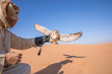 Young male pharaoh eagle owl (bubo ascalaphus) with a traditionally dressed arab male during a...