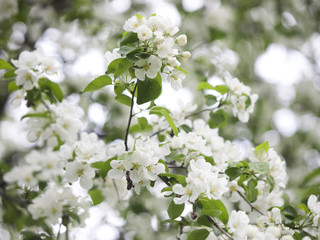 blooming apple tree twig