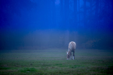 Horse on foggy night in field surrounded by forest