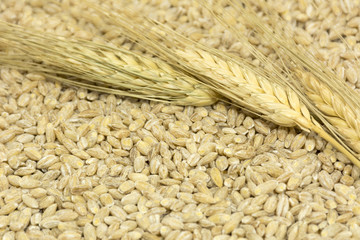 spikelets of wheat, grain, harvest