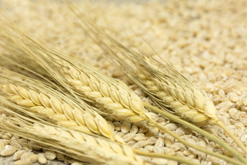 wheat, spikelets, grains