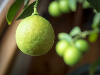 Meyer Lemons