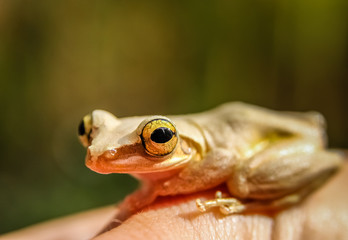 Madagascar frog on human hand