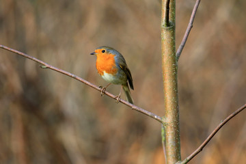 Auf einem Zweig sitzendes Rotkehlchen