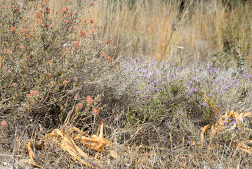 Bush with flowers.