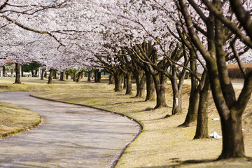 桜並木と道
