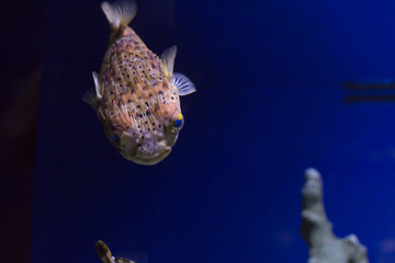 Pufferfish