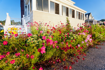 Glorious tangle of summer flowers takes over the sidewalk on a beachfront Maine street corner