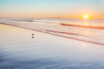 Obraz premium Gull standing on wet sand at sunrise on Maine beach