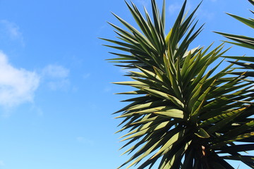 Palmtree with a bue sky in the background