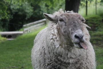 A sheep shows his tongue.