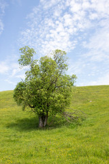 Fototapeta na wymiar Tree on the glade