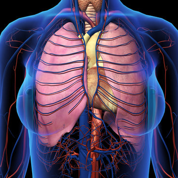 Female Chest X-ray with Lung Anatomy Frontal View