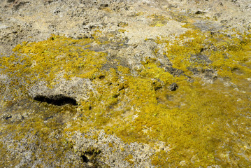 Alga on stones.