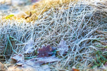 Close up of rime on plants.