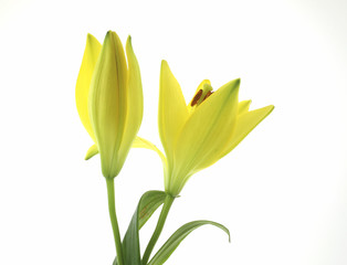 Yellow lilies isolated on white background