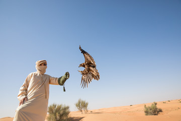 Greater spotted eagle (Clanga clanga) landing on a leather glove of a male model in Dubai, UAE.