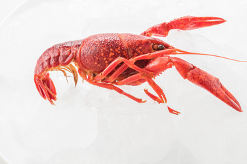 beautiful boiled crayfish